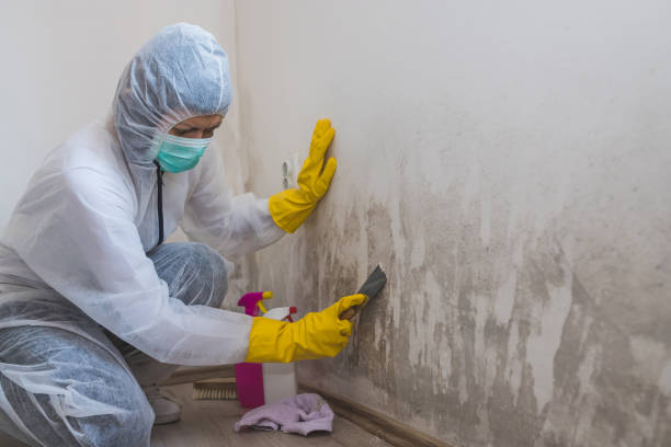 West Haven Sylvan, OR Mold Removal Company